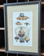CHOICE of 6 Framed Botanical Illustrations, c1911