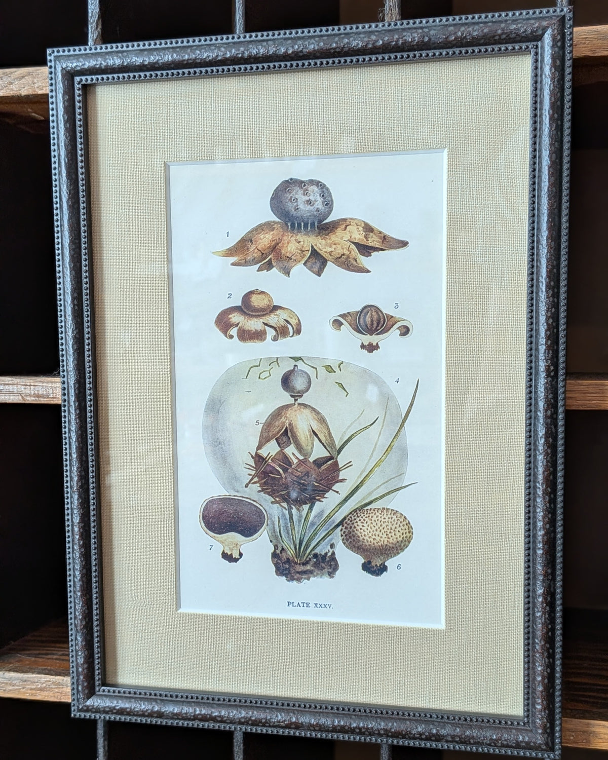 CHOICE of 6 Framed Botanical Illustrations, c1911