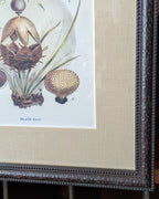 CHOICE of 6 Framed Botanical Illustrations, c1911