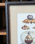CHOICE of 6 Framed Botanical Illustrations, c1911