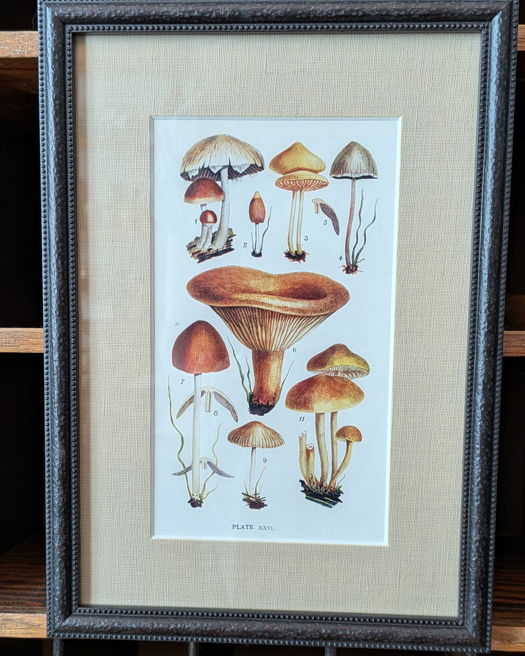 CHOICE of 6 Framed Botanical Illustrations, c1911