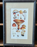 CHOICE of 6 Framed Botanical Illustrations, c1911