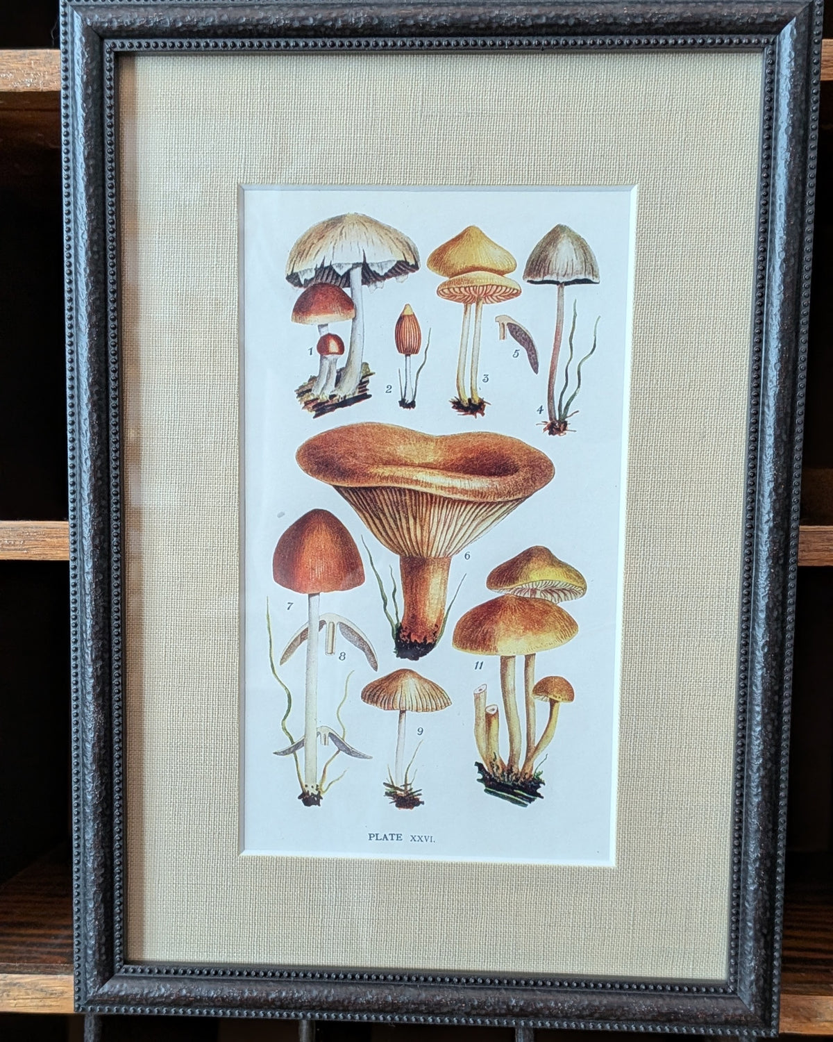 CHOICE of 6 Framed Botanical Illustrations, c1911