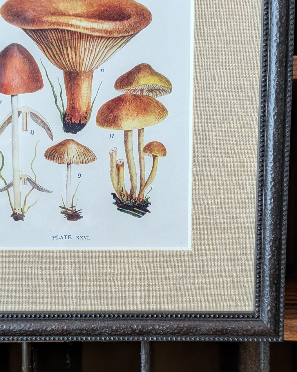 CHOICE of 6 Framed Botanical Illustrations, c1911