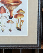 CHOICE of 6 Framed Botanical Illustrations, c1911