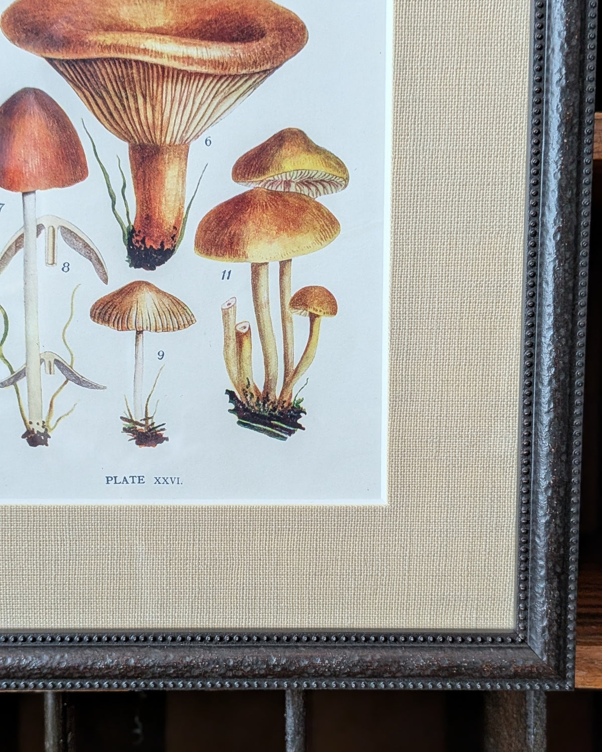 CHOICE of 6 Framed Botanical Illustrations, c1911