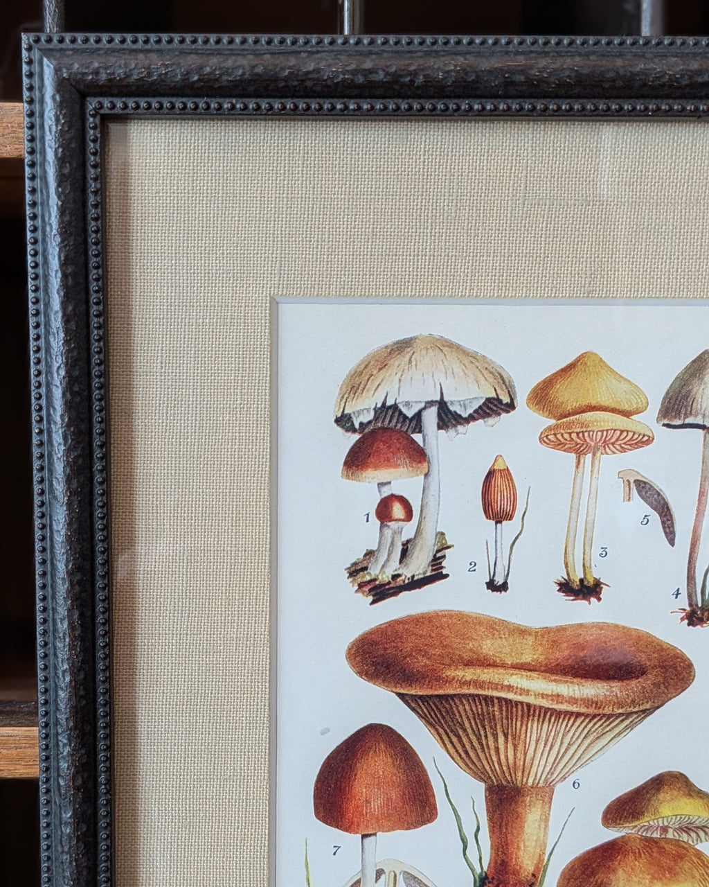 CHOICE of 6 Framed Botanical Illustrations, c1911