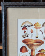 CHOICE of 6 Framed Botanical Illustrations, c1911