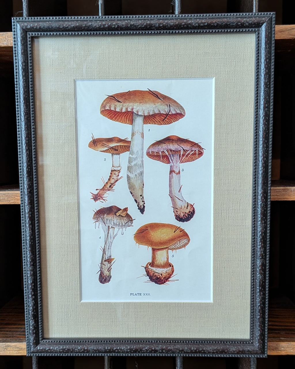 CHOICE of 6 Framed Botanical Illustrations, c1911