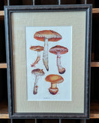 CHOICE of 6 Framed Botanical Illustrations, c1911