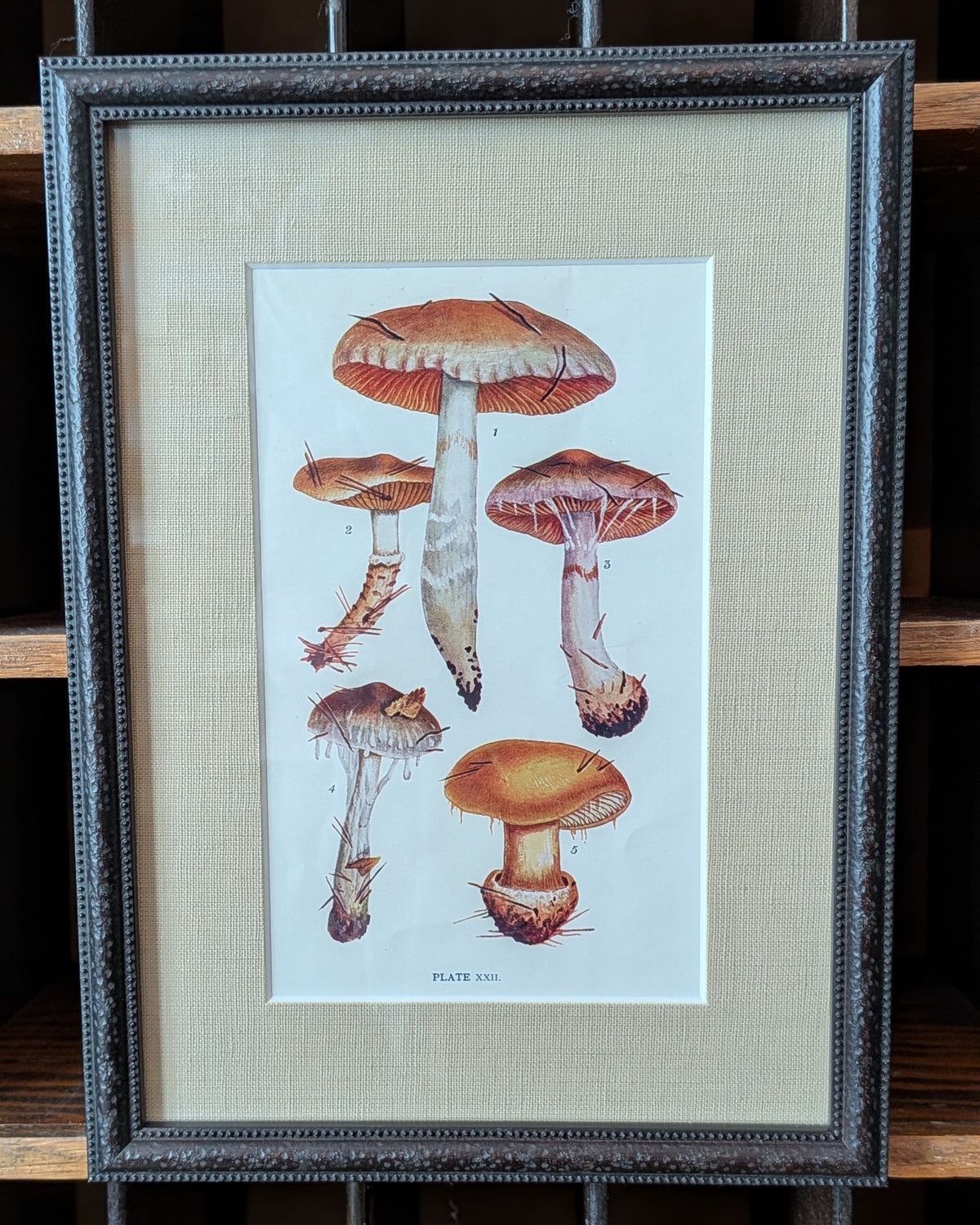 CHOICE of 6 Framed Botanical Illustrations, c1911