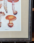 CHOICE of 6 Framed Botanical Illustrations, c1911
