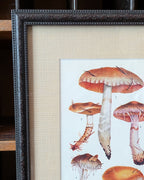 CHOICE of 6 Framed Botanical Illustrations, c1911