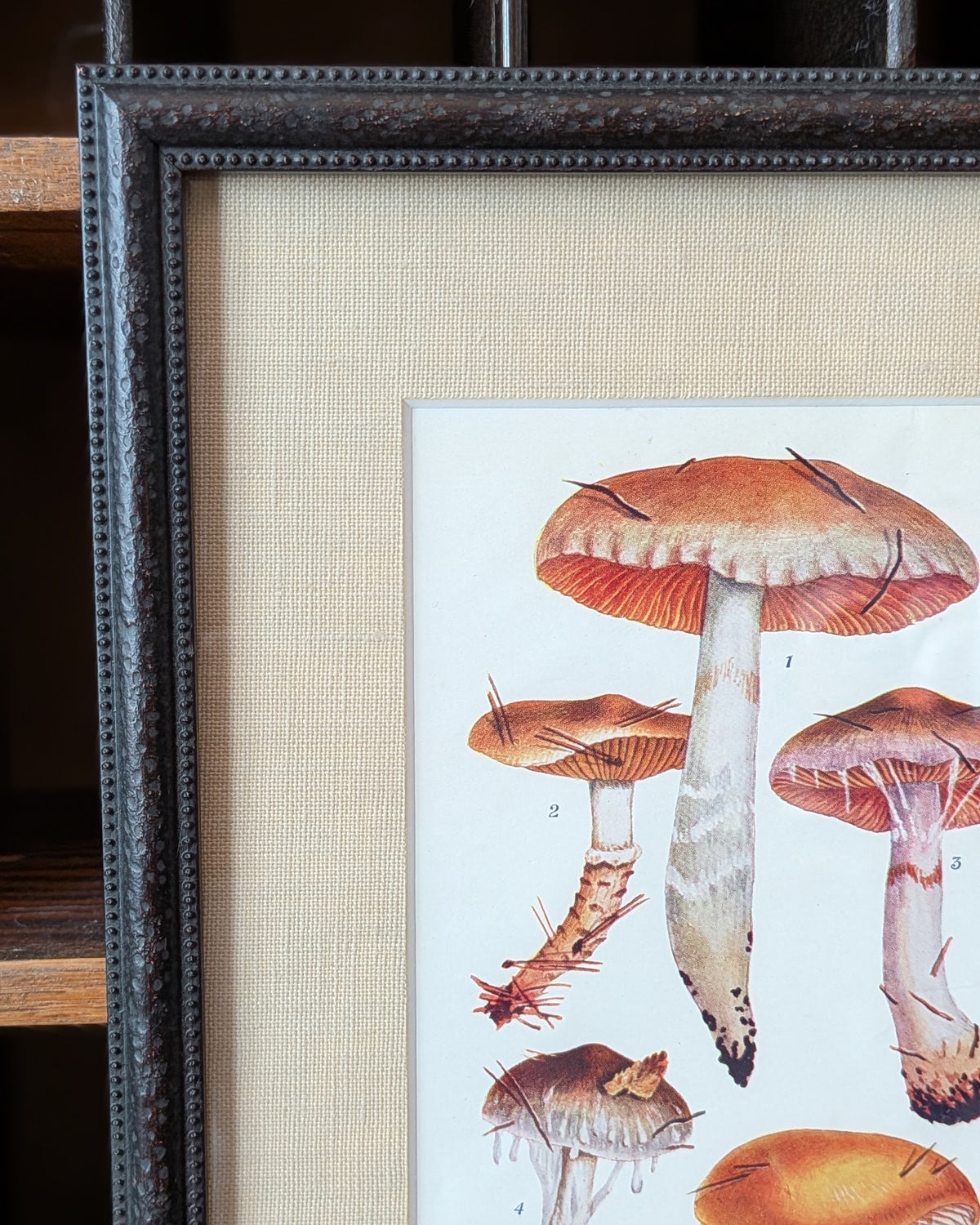 CHOICE of 6 Framed Botanical Illustrations, c1911